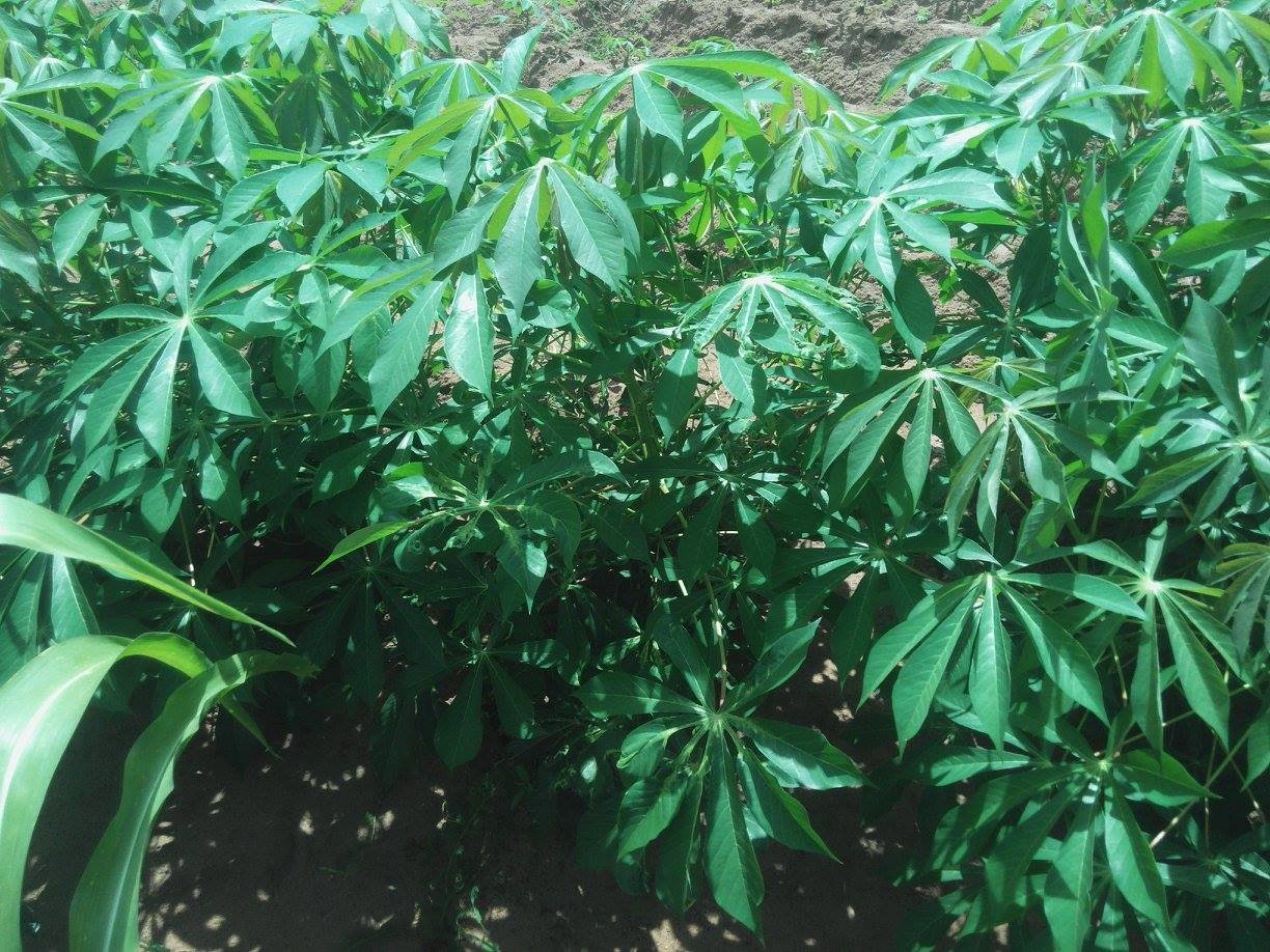 LAPE cassava plants in the field